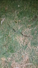 Lycodonomorphus rufulus