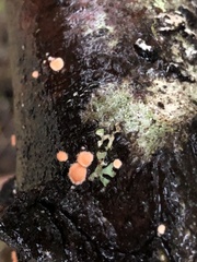 Aleurodiscus grantii