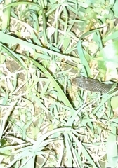 Lycodonomorphus rufulus