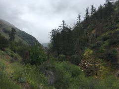 Pseudotsuga macrocarpa