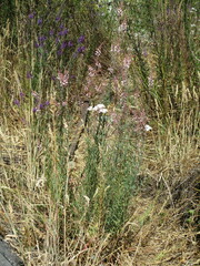 Linaria purpurea