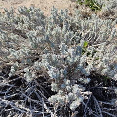 Achillea maritima maritima