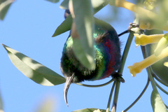 Cinnyris mariquensis