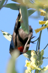 Cinnyris mariquensis