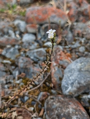 Epilobium melanocaulon