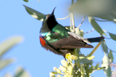 Cinnyris mariquensis
