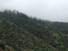 Pseudotsuga macrocarpa