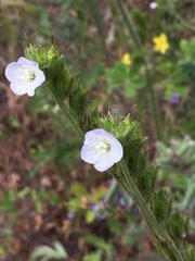 Phacelia viscida albiflora
