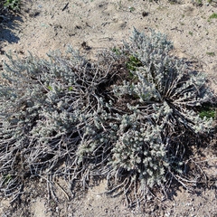 Achillea maritima maritima