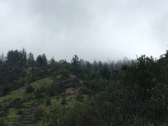 Pseudotsuga macrocarpa