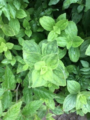 Erythranthe cardinalis