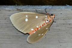 Tinolius eburneigutta