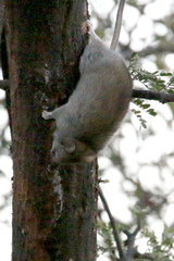 Thallomys nigricauda