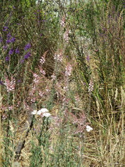 Linaria purpurea