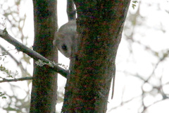 Thallomys nigricauda