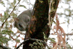 Thallomys nigricauda