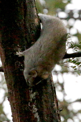 Thallomys nigricauda