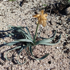 Pancratium maritimum