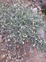 Calystegia malacophylla