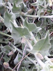 Calystegia malacophylla