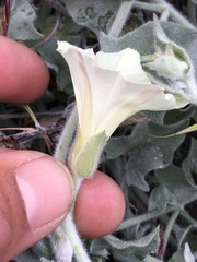 Calystegia malacophylla