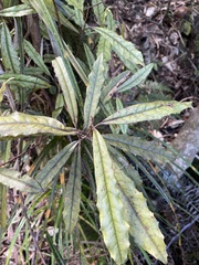 Quintinia serrata