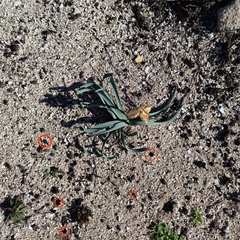 Pancratium maritimum