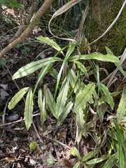 Quintinia serrata
