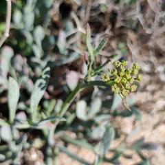 Crithmum maritimum