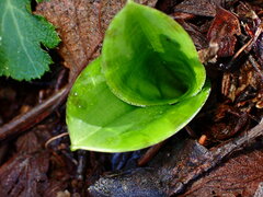 Scoliopus bigelovii