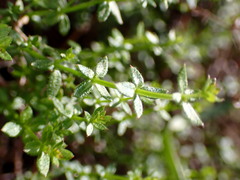 Galium porrigens