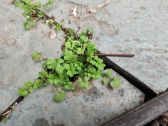 Cardamine flexuosa