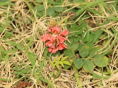 Indigofera spicata