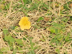 Sida rhombifolia insularis