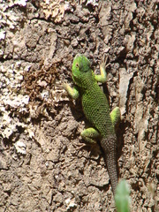 Sceloporus formosus