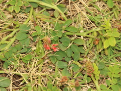 Indigofera spicata