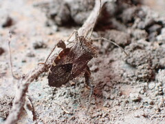 Acanthocoris