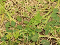Indigofera spicata