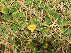 Sida rhombifolia insularis