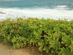 Scaevola taccada