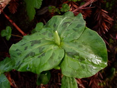 Trillium