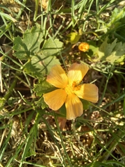 Modiolastrum malvifolium