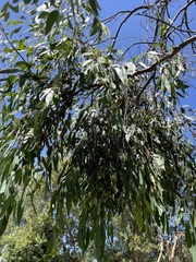 Eucalyptus radiata