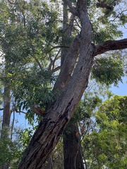 Eucalyptus radiata
