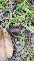 Phyllophaga cribrosa