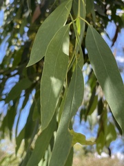 Eucalyptus radiata