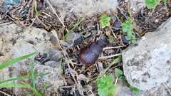 Phyllophaga cribrosa