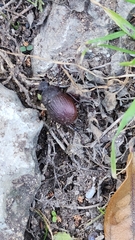 Phyllophaga cribrosa