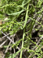 Dysphania ambrosioides