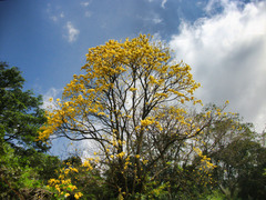 Roseodendron donnell-smithii
